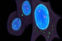 Illustration of cells with blue nuclei that have green DNA bits floating in the cytoplasm