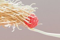 a colorful dendritic cell