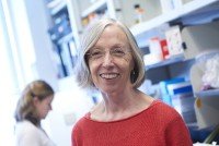 Developmental biologist Kathryn Anderson