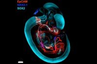 A video of a developing mouse embryo