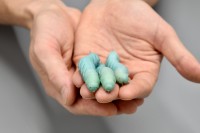 three tobacco hornworm caterpillars held in a scientist's hand