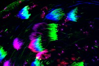 sperm maturation in the fly testis