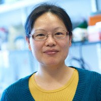 Junru Wang, PhD