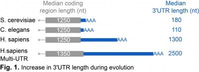 Increase in 3'UTR length during evolution