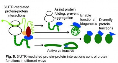 3'UTR-mediated protein-protein interactions control protein functions in different ways