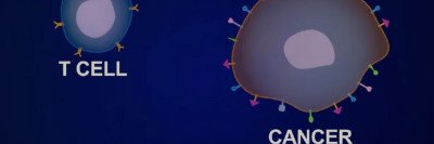 Video: Animation of Cell-based, Targeted Immunotherapy