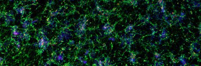Cortical neurons derived from human pluripotent stem cells