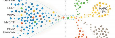 Colored dots (cells) separating through a funnel-like structure.