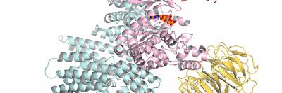 Pictured: Three-dimensional structure of the protein mTOR