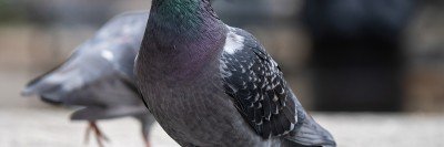 A colorful pigeon standing in an urban setting.