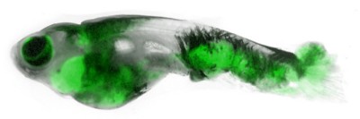 Pictured: A zebrafish with melanoma that has spread throughout the body. The tumors have been engineered to light up in green, providing a powerful model for research into the biology of metastasis.