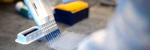 A liquid being pipetted into a well plate.