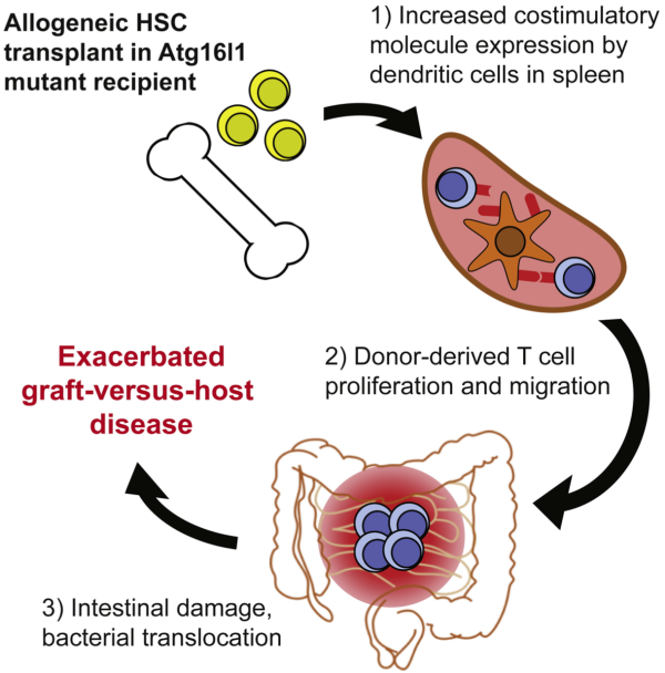 The Marcel van den Brink Lab Mechanisms Regulating GraftversusHost