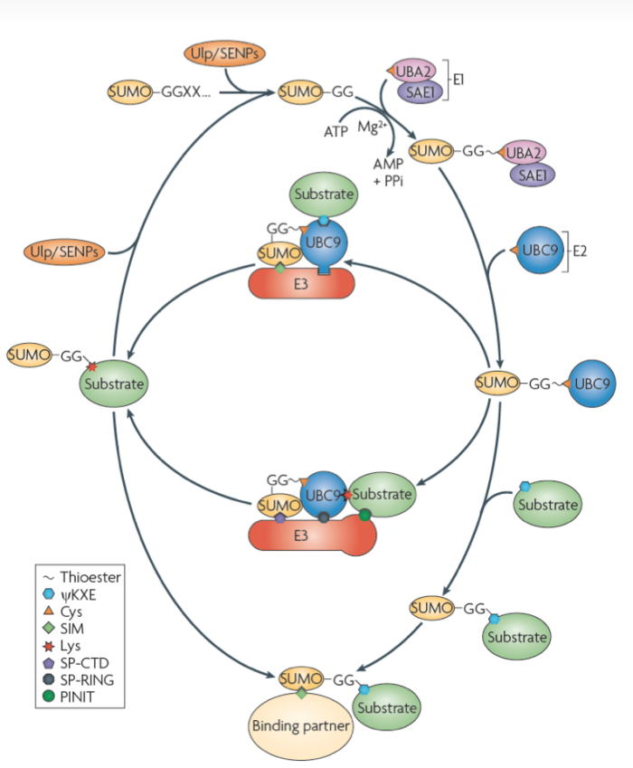 The Christopher Lima Lab PostTranslational Protein Modification by